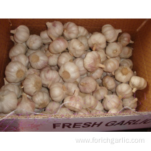 Fresh Normal White Garlic 4.5cm